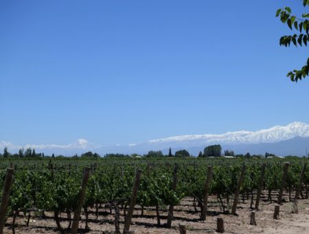 Weine und Berge in Mendoza
