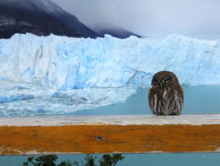 El Calafate: Einzigartige Gletscherwelt