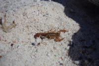 Galapagos-Skorpion