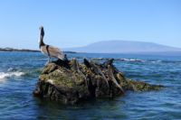 Pelikan und Meeresleguane