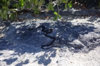 Galapagos-Schlange