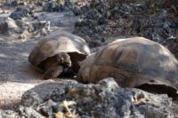 "Junge" Galapagos-Schildkröten (ca. 40-jährig)