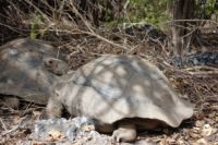 "Junge" Galapagos-Schildkröten (ca. 40-jährig)