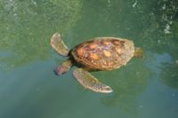 Goldene Meeresschildkröte