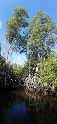 Mangrovenwälder