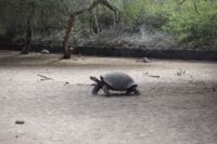 Riesenschildkröte in der Darwin-Station