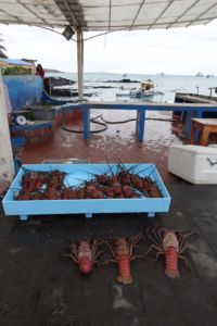 Langusten am Fischerhafen von Puerto Ayora
