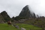 Lamas - die Rasenmäher von Machu Picchu