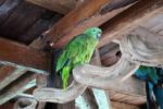 sprechender Papagei, "Hola" ist sein Lieblingswort