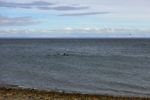 unerwartete Delfinshow vom Strand aus
