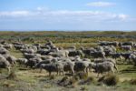 patagonische Schafe