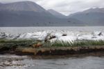 Seelöwen auf einem ehemaligen Kormoranfelsen