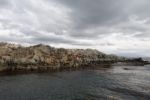 Seelöwen und Kormorane teilen sich die Insel