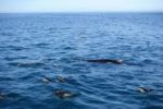 Delfine und Buckelwal