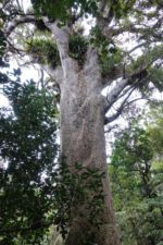Einer der wenig übrig gebliebenen Kauri-Bäume