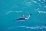Dusky Dolphin, Kaikoura