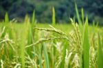 Reis kurz vor der Ernte