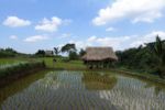 Reisfelder von Tetebatu