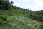 Reisfelder von Tetebatu